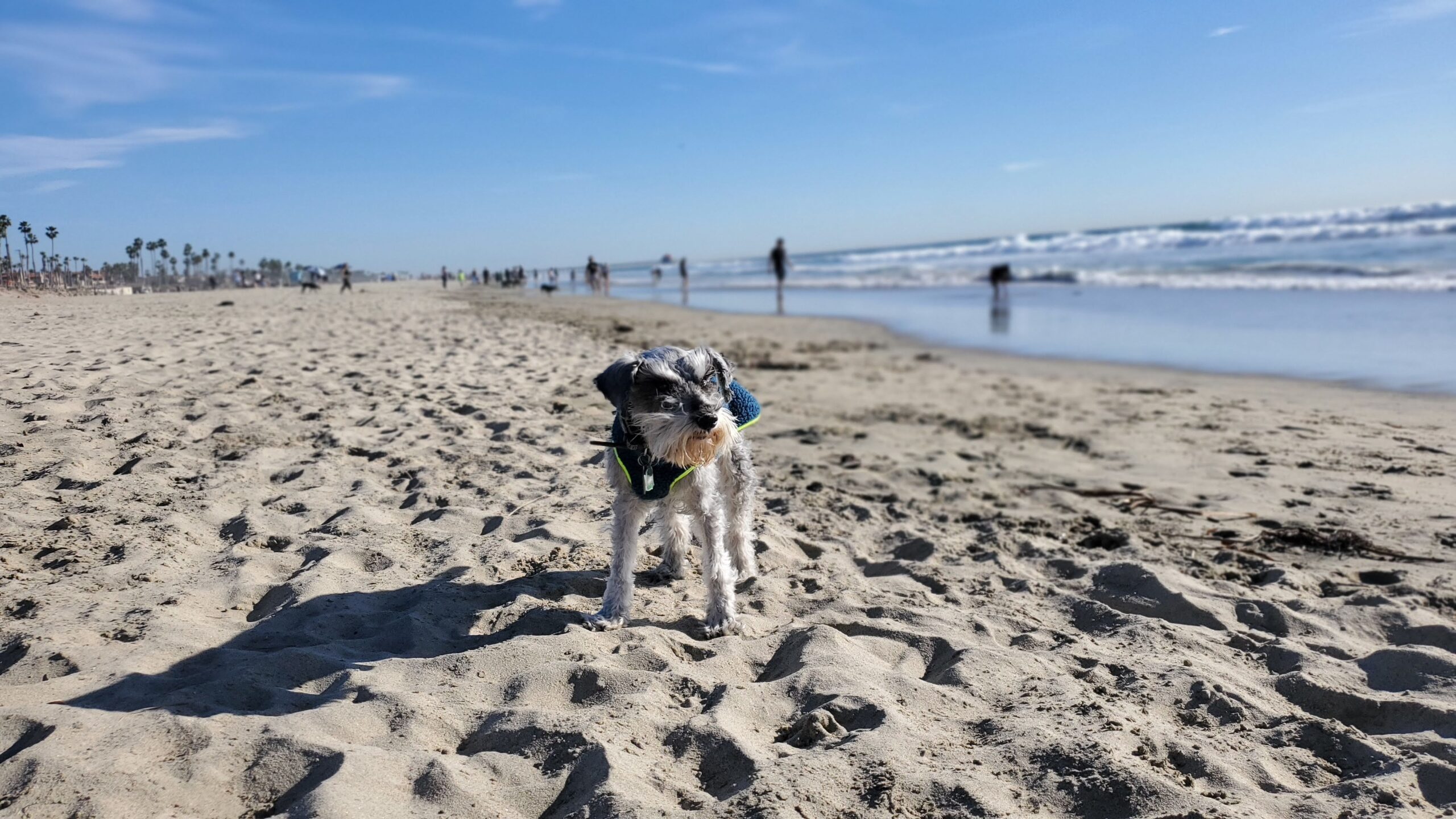 Home Steffie K9 Dog Training